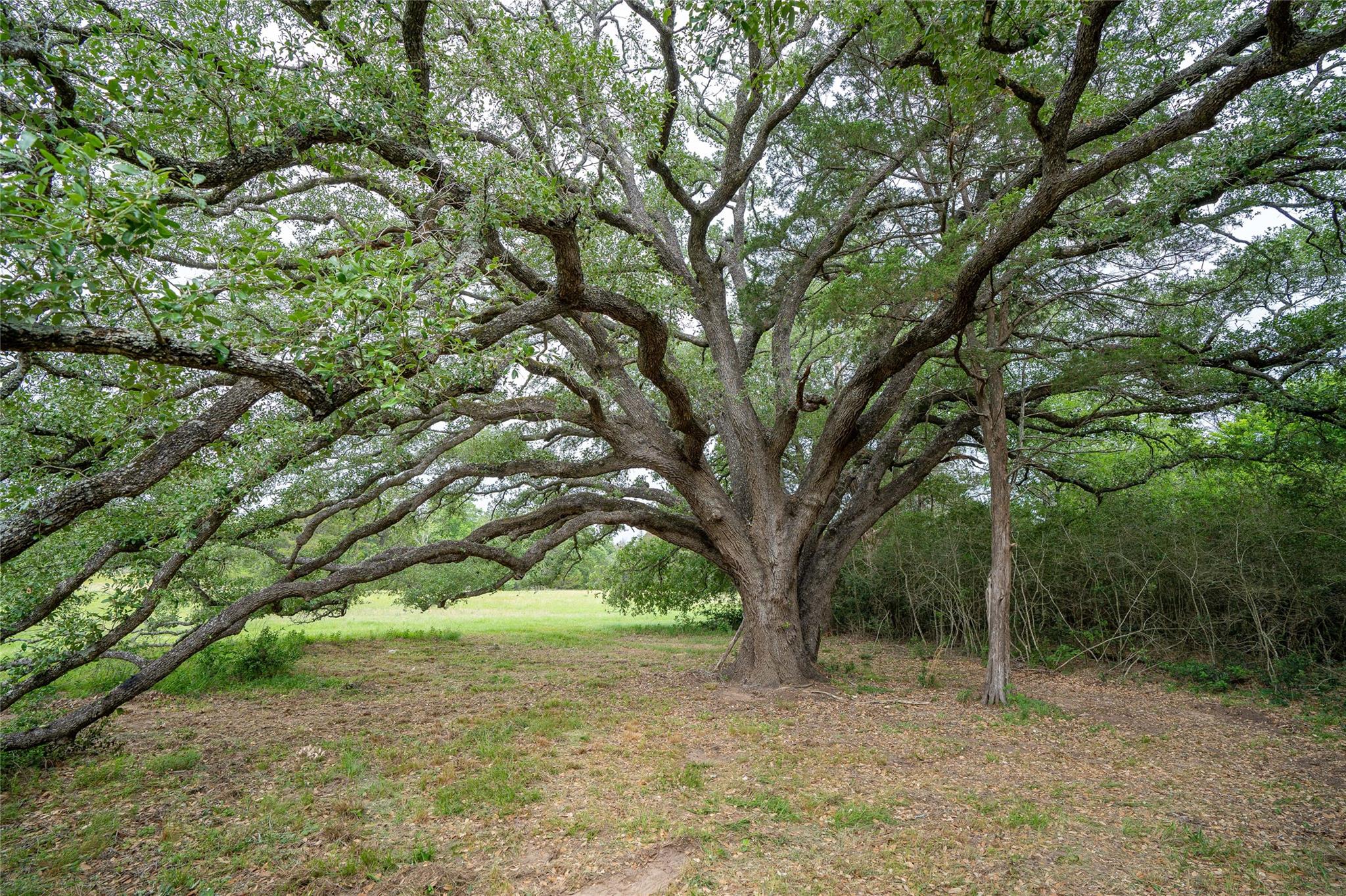 TBD FM 713 Hwy — photo 1