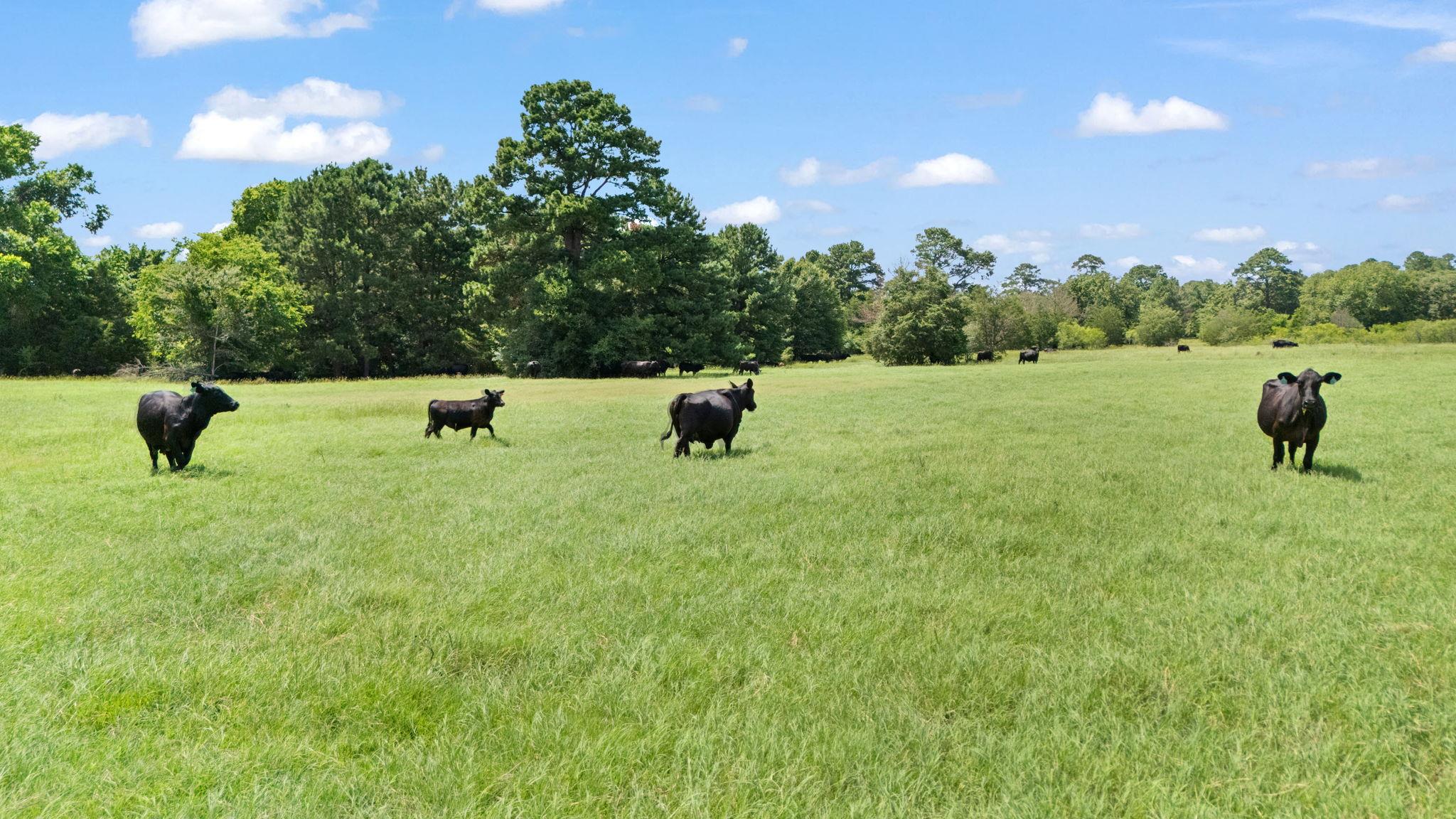 TBD St Delight (Tract 1) Rd — photo 1