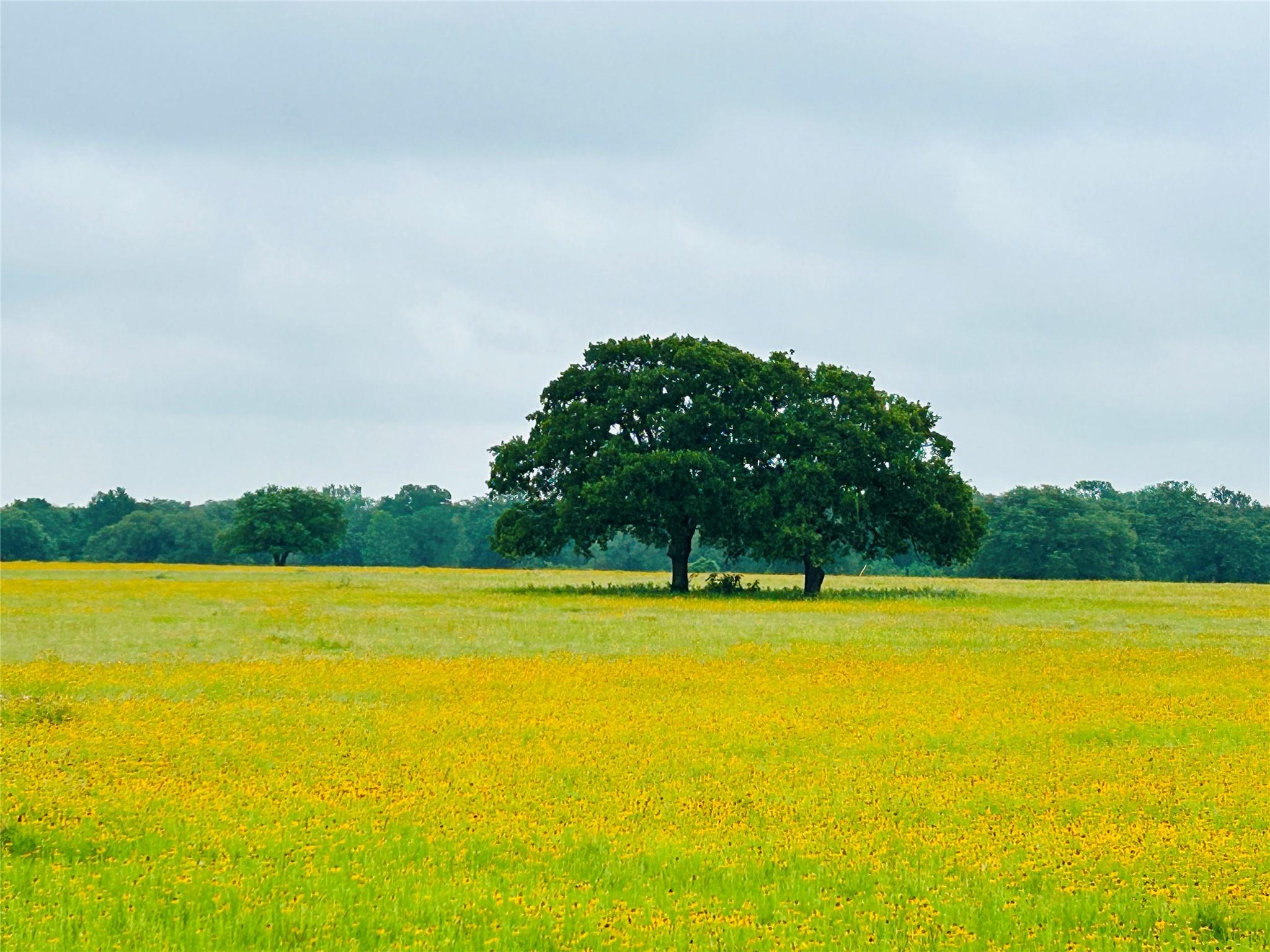 TBD Lot 5 County Road 127 Rd — photo 1