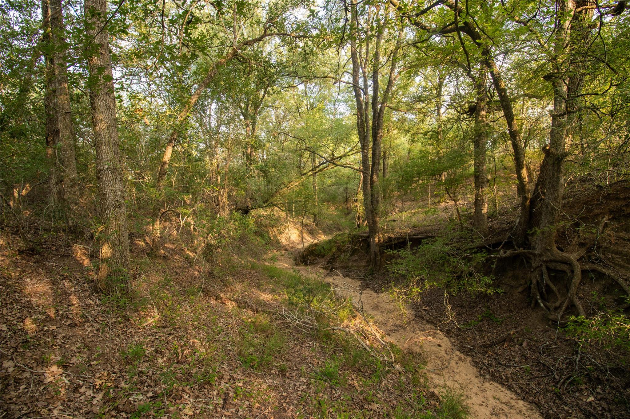 438  Firefly Field Ln