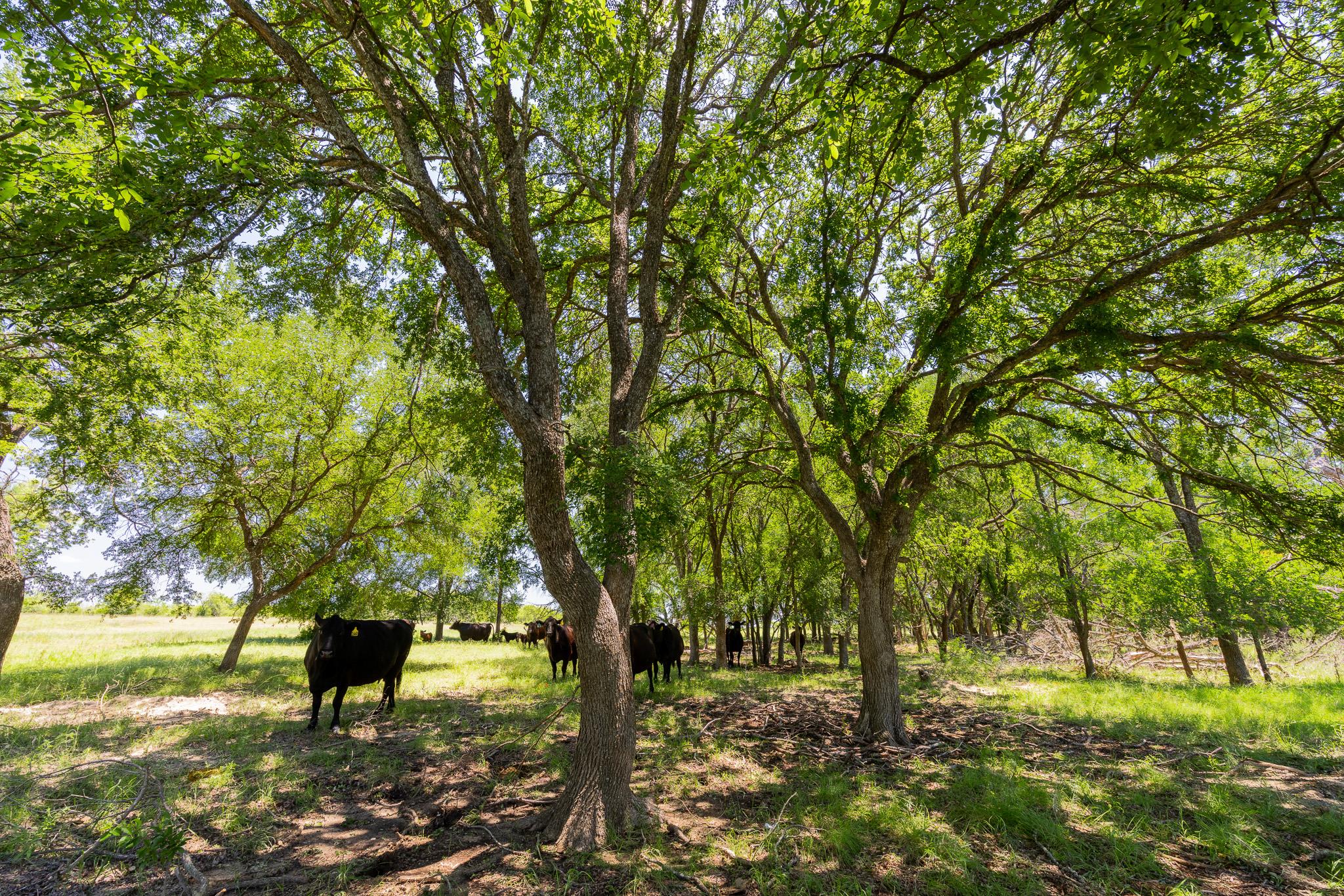 TBD County Road 180 72 ac Rd — photo 1