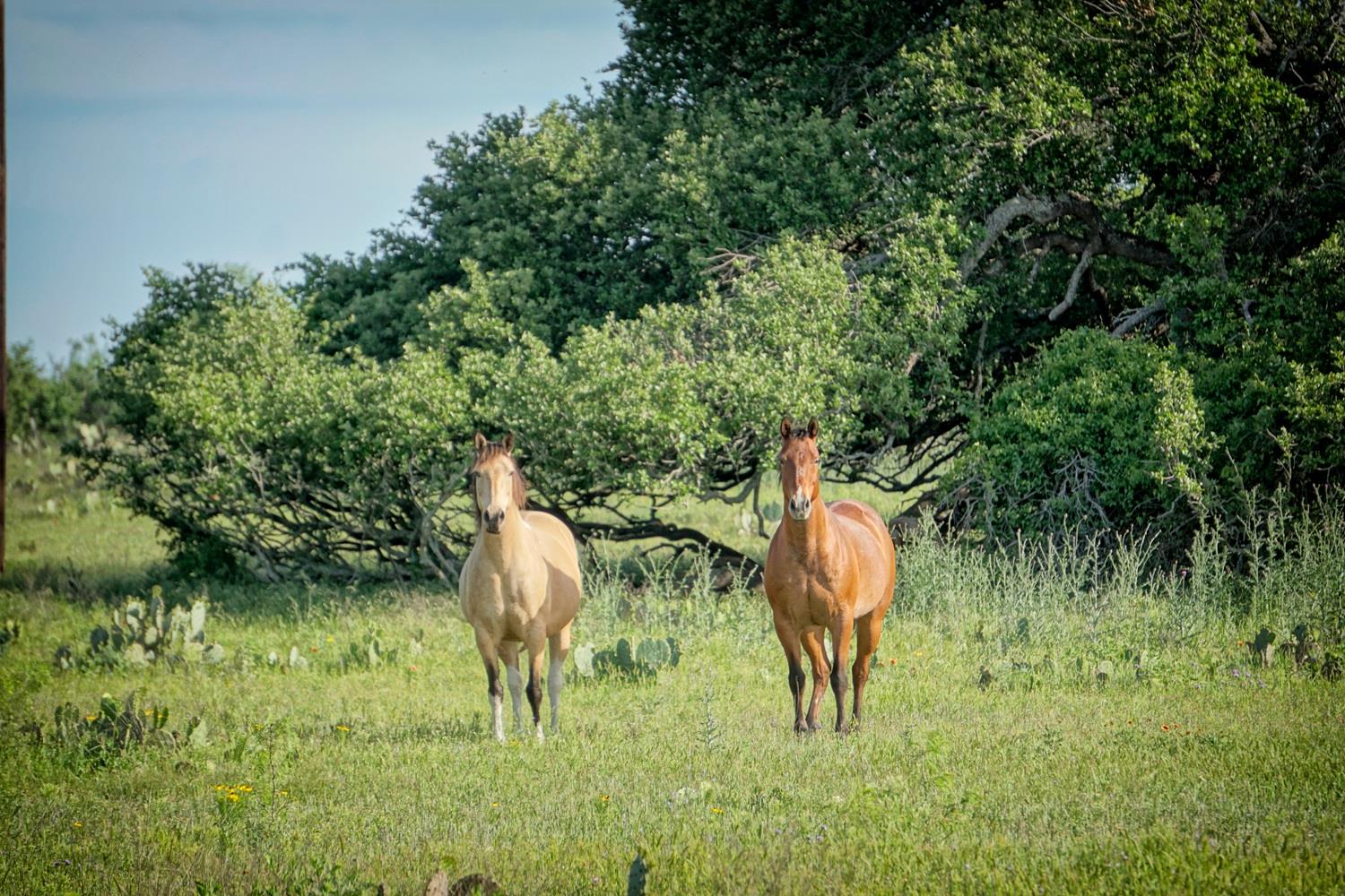 Lot 200 Swamp Creek Cove None — photo 1