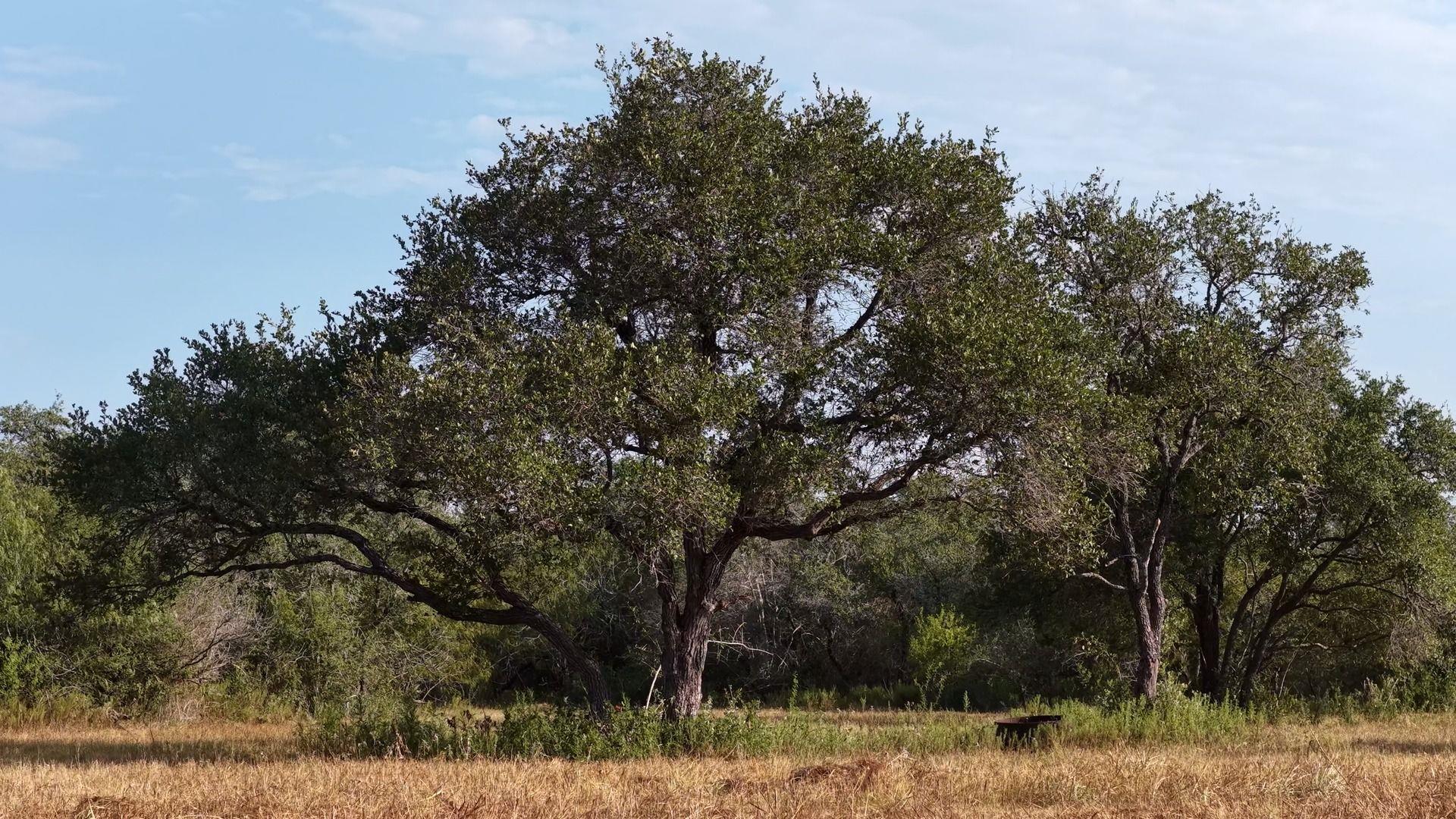 251 Old Goliad Rd — photo 1