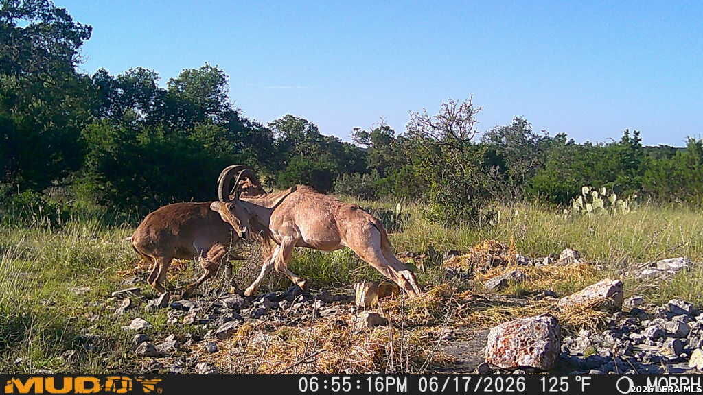 76 Alamo Ranches — photo 1