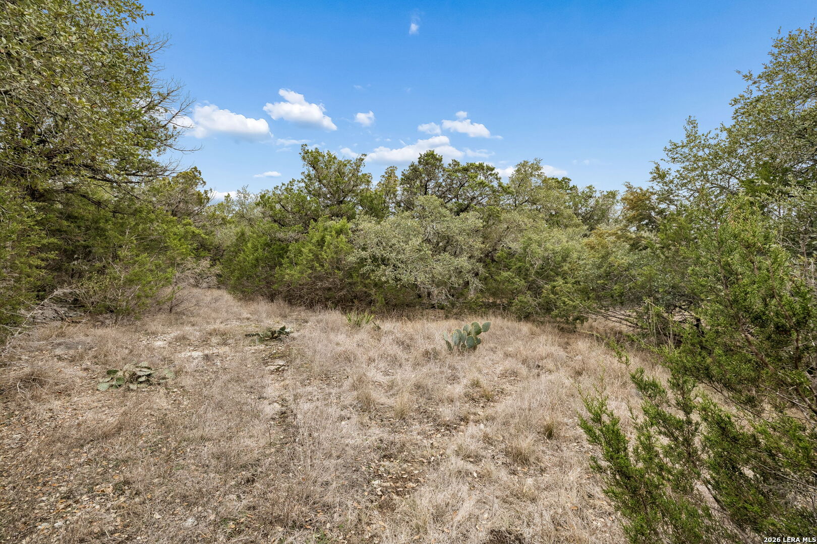 Tbd Lazy Forest — photo 1